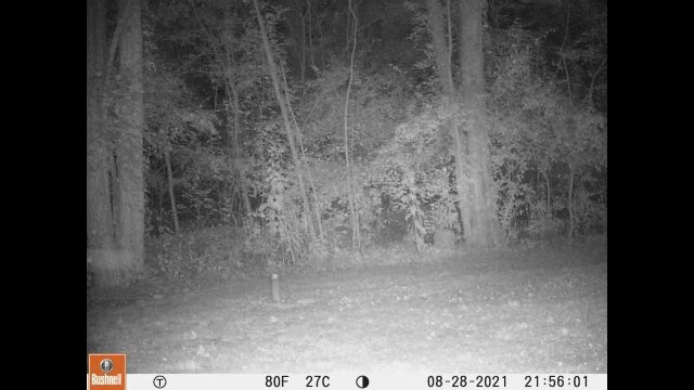 2021,Aug28-TrailCam