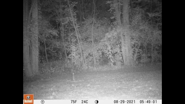 2021,Aug29-TrailCam