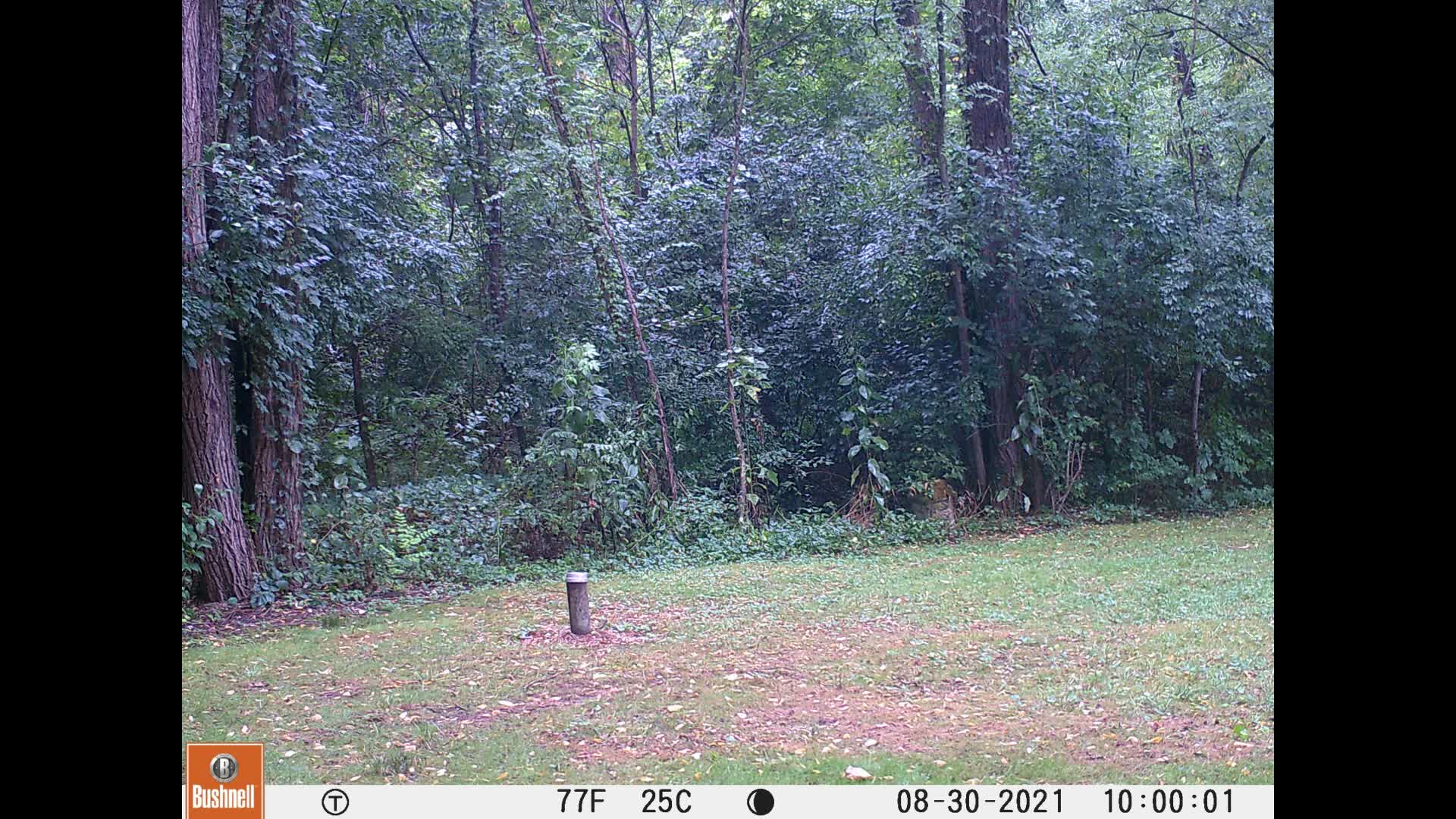 2021,Aug30-TrailCam