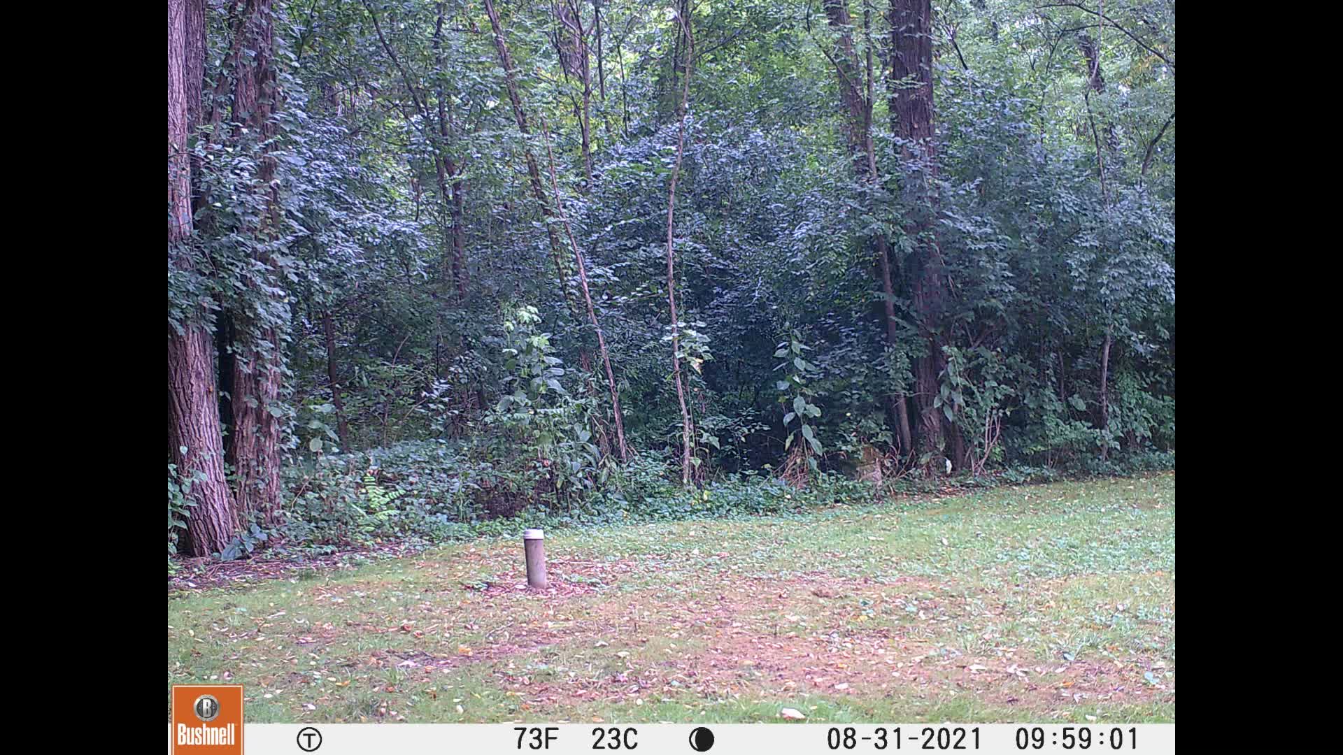 2021,Aug31-TrailCam