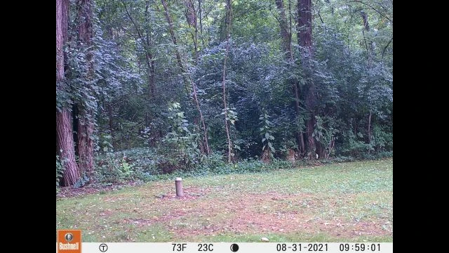 2021,Aug31-TrailCam