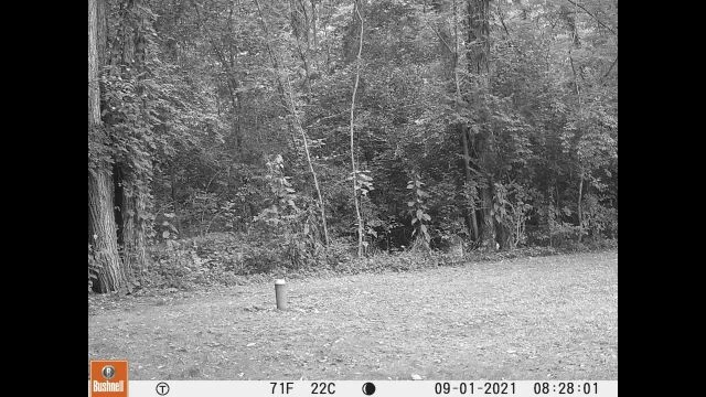 2021,Sept01-TrailCam