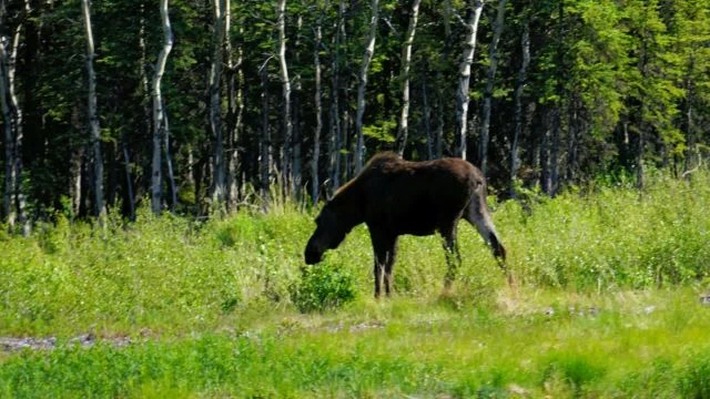 Alaska 2025 Quickview