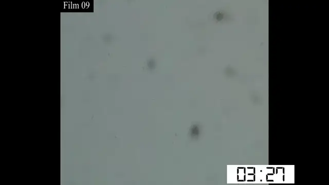 Mitchell 8mm - 09