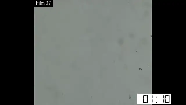 Mitchell 8mm - 37