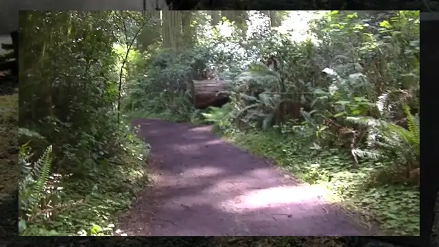 The Redwoods - 2022 - 7
