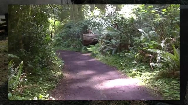 The Redwoods - 2022 - 7
