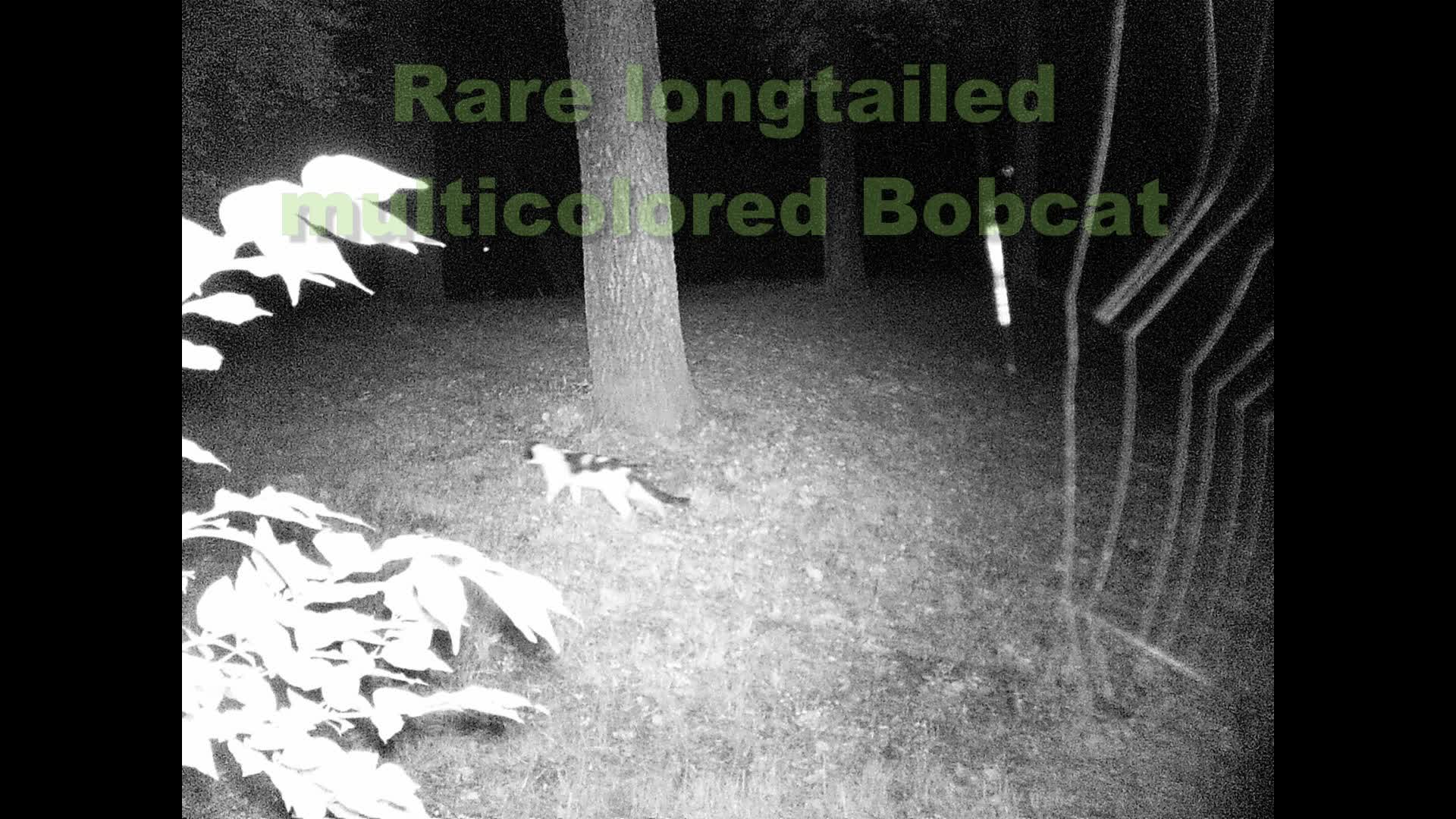 TrailCam 2022, Aug 10