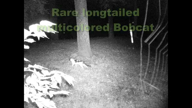 TrailCam 2022, Aug 10