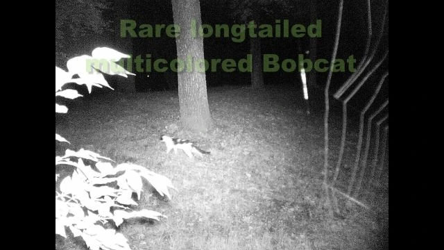 TrailCam 2022, Aug 10