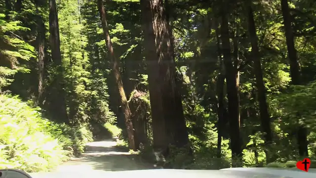 Redwoods, Howard Hills Road