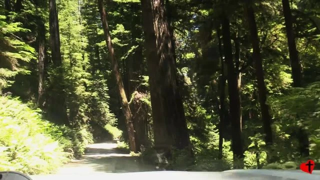 Redwoods, Howard Hills Road