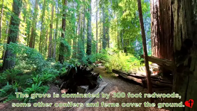 Redwoods, Stout Grove