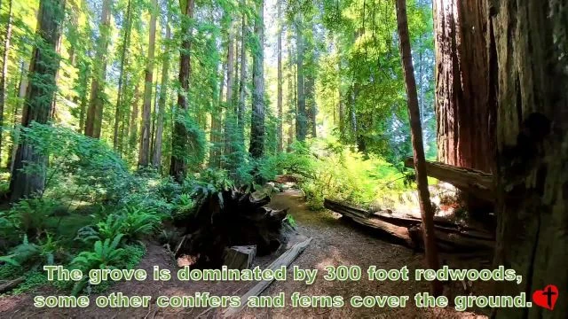 Redwoods, Stout Grove
