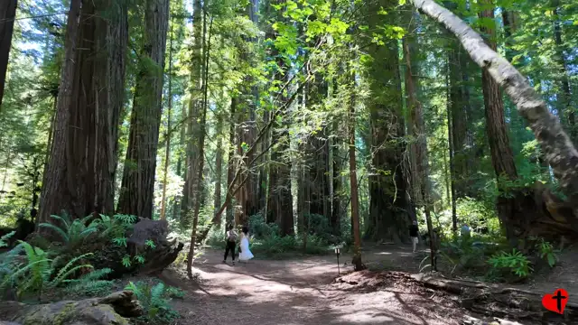 Redwoods, Stout Grove, v2
