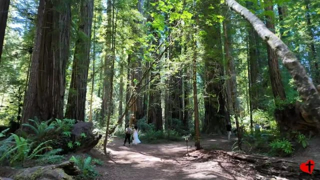 Redwoods, Stout Grove, v2