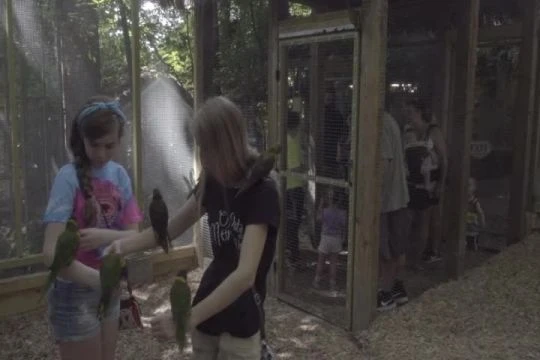 Parrot Mountain