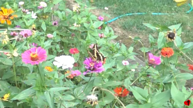 Flowers - 2020