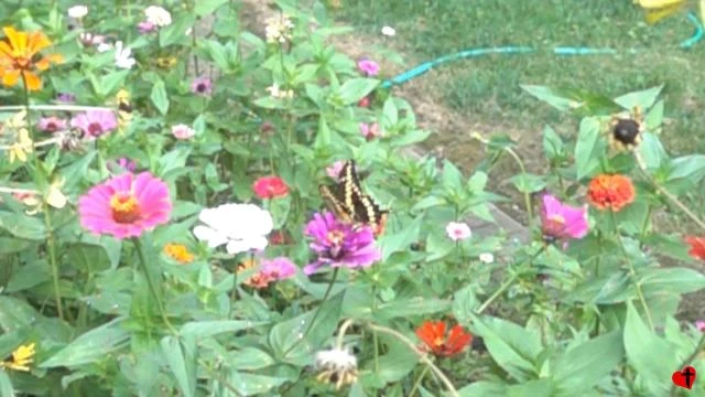 Flowers - 2020