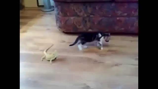 The Kitten and the Lizards