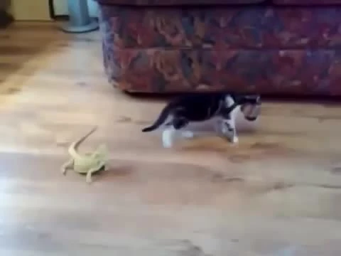 The Kitten and the Lizards