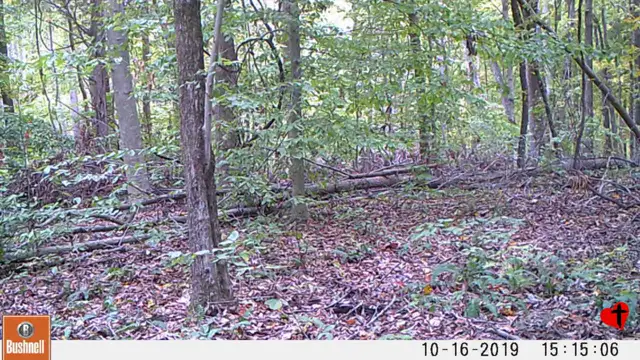 Trail Cam 4 - Oct 12 & 16. 2019