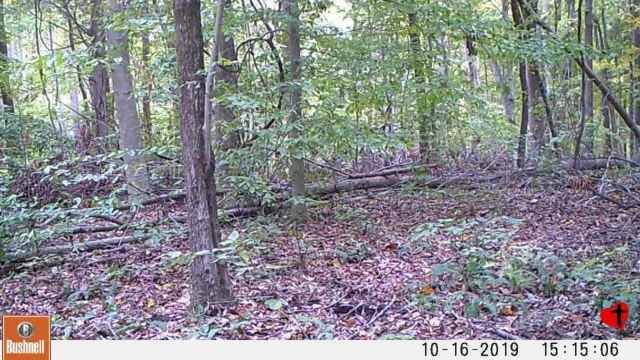 Trail Cam 4 - Oct 12 & 16. 2019
