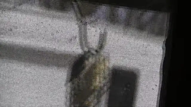 Birds On North Feeder - 2018