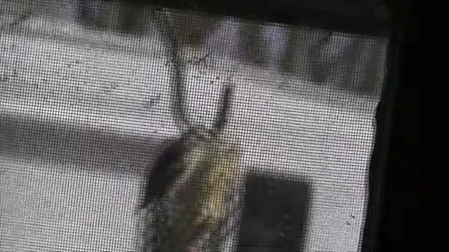 Birds On North Feeder - 2018