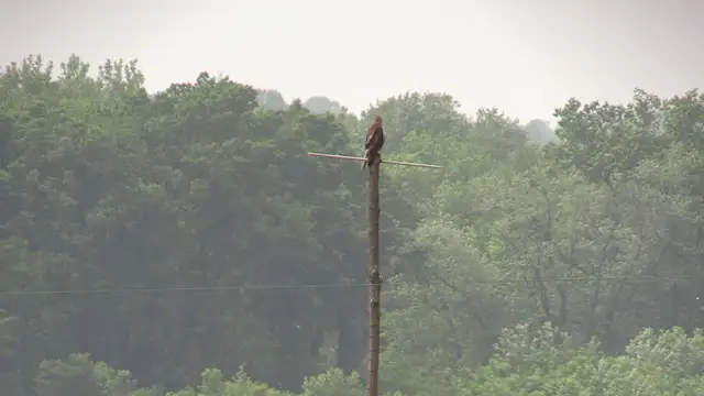 Redtail Hawk on the Post - 2017